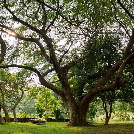 The Nest Thattekad Thattakad Luaran gambar