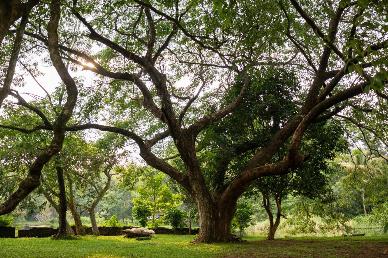 The Nest Thattekad Thattakad Luaran gambar